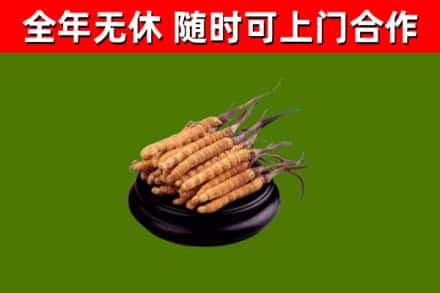 常州市回收冬虫夏草
