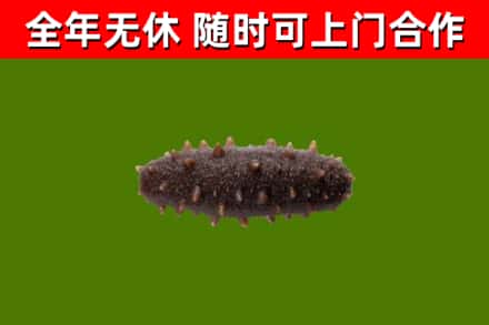 常州市回收海参干
